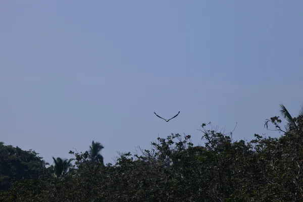 Fliegen unter dem Sonnenlicht — Stockfoto