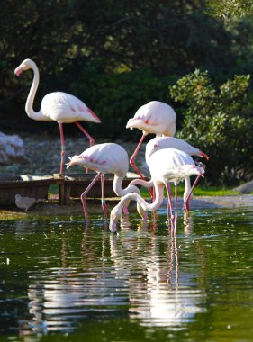 Göldeki flamingolar