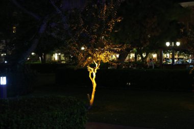   Türkiye Antalya Oteli Dinlenme Deniz plaj yatakları gece ağaçları