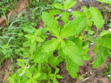 Fesleğenin üst görüntüsü.
