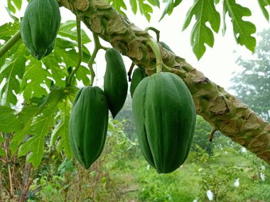 Papaya bahçedeki ağaçta. 
