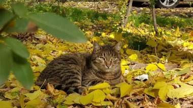 Kedi sarı izinli yatıyor