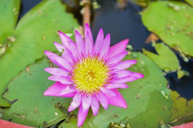 Güzel nilüfer çiçekleri ya da göletteki su zambakları.