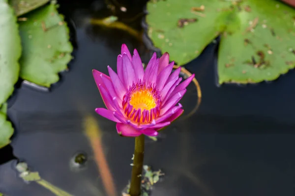 Beautiful Lotus Flowers Waterlily Pond — Stock Photo, Image