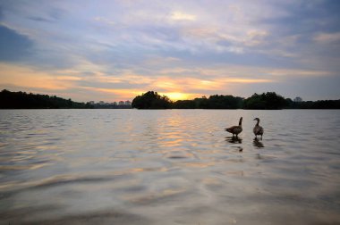 İki ördekle gölün üzerinde gün batımı