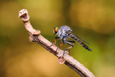 Yusufçuk oturur ve bakar