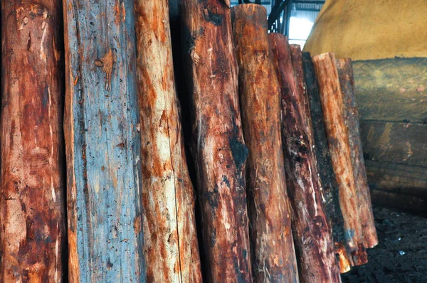 Drewno Liściaste Namorzynu Jest Również Znane Jako Jeden Najcięższych Węglanów — Zdjęcie stockowe