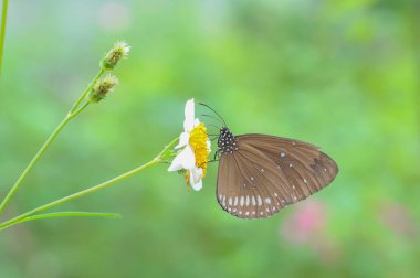 Çiçekteki güzel kelebek