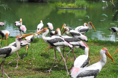 Gölde Boyanmış Leylekler