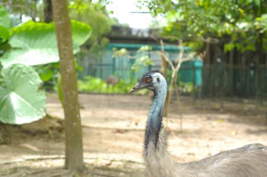 Devekuşunun başını kapat.