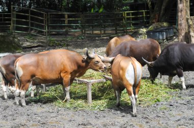 Çiftlikte otlayan bir inek sürüsü.