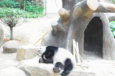 Kayadaki beyaz panda 