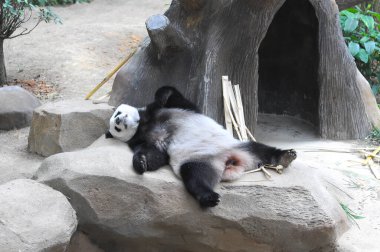 Kayadaki beyaz panda 