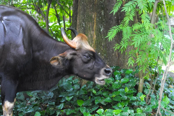 Buffalo Its Natural Environment — Stock Photo, Image