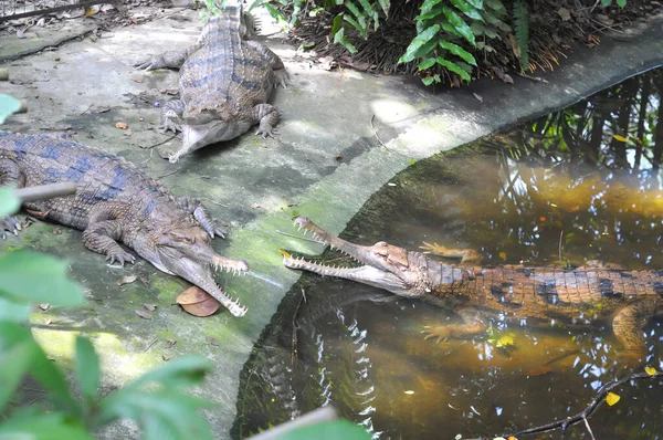 Krokodillen Het Water — Stockfoto