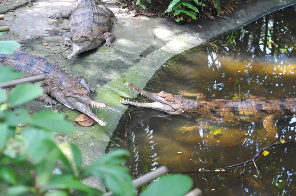 Crocodiles Dans Eau — Photo