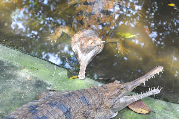 Krokodillen Het Water — Stockfoto