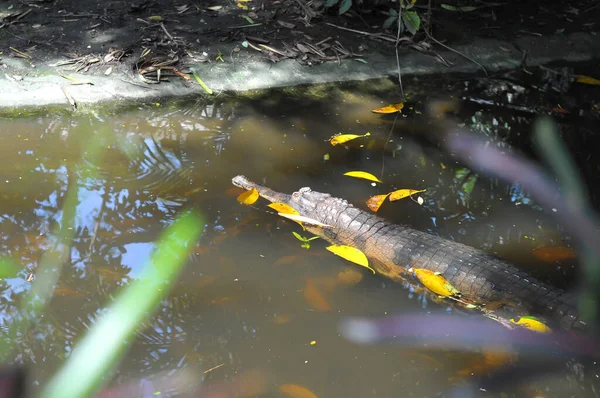 Krokodil Vattnet — Stockfoto