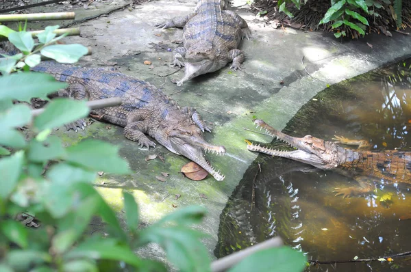 Krokodile Wasser — Stockfoto