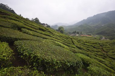 Dağlık arazideki çay tarlası. 
