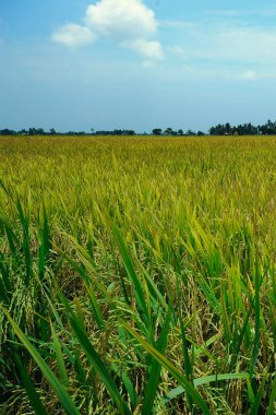 Malezya, Sekinchan 'da sıcak bir günde ve rüzgarlı bir günde çeltik tarlası