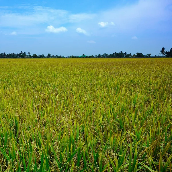 Paddy Field Hot Day Windy Day Sekinchan Malaysia Stock Image