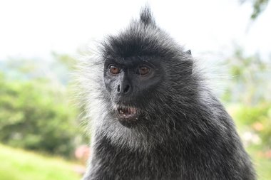 Melawati Tepesi 'nde gümüş yapraklı maymun, Kuala Selangor, Malezya