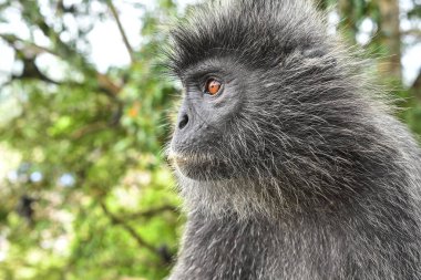 Melawati Tepesi 'nde gümüş yapraklı maymun, Kuala Selangor, Malezya