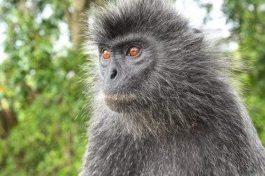 Melawati Tepesi 'nde gümüş yapraklı maymun, Kuala Selangor, Malezya
