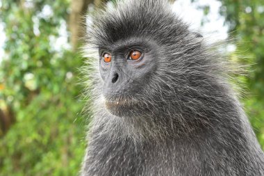 Melawati Tepesi 'nde gümüş yapraklı maymun, Kuala Selangor, Malezya