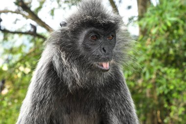 Melawati Tepesi 'nde gümüş yapraklı maymun, Kuala Selangor, Malezya
