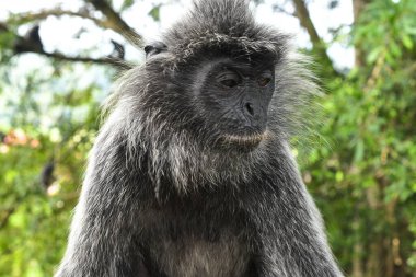 Melawati Tepesi 'nde gümüş yapraklı maymun, Kuala Selangor, Malezya