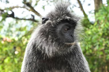 Melawati Tepesi 'nde gümüş yapraklı maymun, Kuala Selangor, Malezya