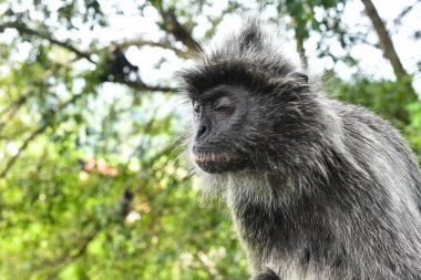 Melawati Tepesi 'nde gümüş yapraklı maymun, Kuala Selangor, Malezya