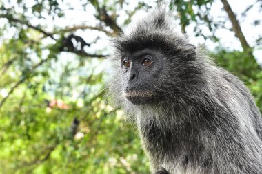 Melawati Tepesi 'nde gümüş yapraklı maymun, Kuala Selangor, Malezya