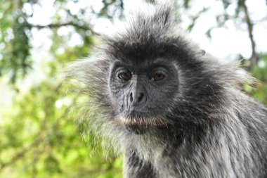 Melawati Tepesi 'nde gümüş yapraklı maymun, Kuala Selangor, Malezya