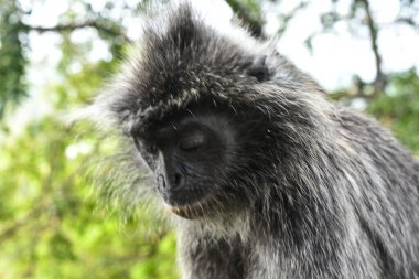 Melawati Tepesi 'nde gümüş yapraklı maymun, Kuala Selangor, Malezya