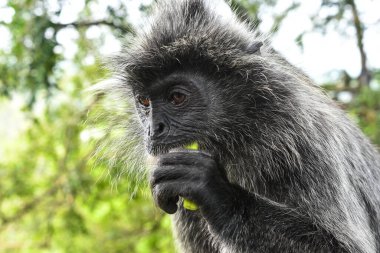 Melawati Tepesi 'nde gümüş yapraklı maymun, Kuala Selangor, Malezya