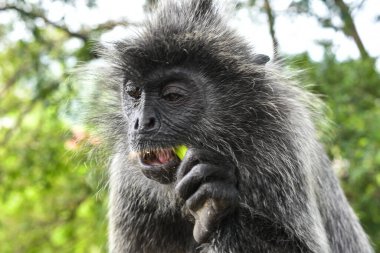 Melawati Tepesi 'nde gümüş yapraklı maymun, Kuala Selangor, Malezya