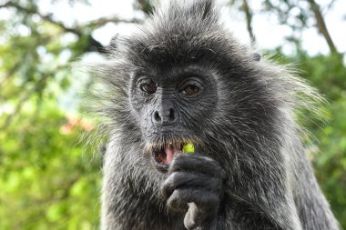 Melawati Tepesi 'nde gümüş yapraklı maymun, Kuala Selangor, Malezya