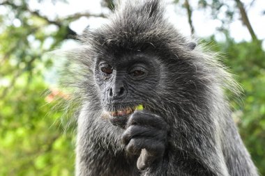 Melawati Tepesi 'nde gümüş yapraklı maymun, Kuala Selangor, Malezya