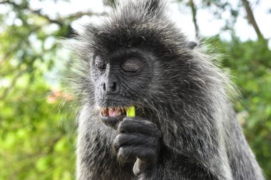 Melawati Tepesi 'nde gümüş yapraklı maymun, Kuala Selangor, Malezya