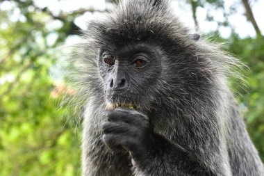 Melawati Tepesi 'nde gümüş yapraklı maymun, Kuala Selangor, Malezya