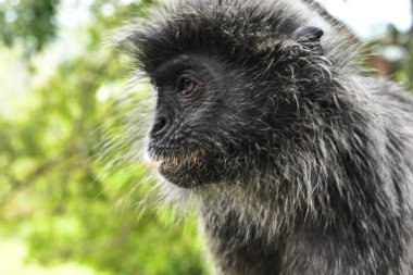 Melawati Tepesi 'nde gümüş yapraklı maymun, Kuala Selangor, Malezya