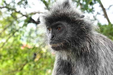 Melawati Tepesi 'nde gümüş yapraklı maymun, Kuala Selangor, Malezya