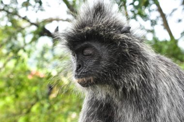 Melawati Tepesi 'nde gümüş yapraklı maymun, Kuala Selangor, Malezya