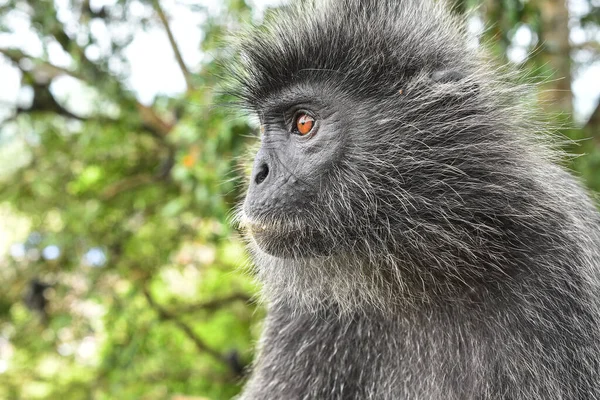 Melawati Tepesi 'nde gümüş yapraklı maymun, Kuala Selangor, Malezya