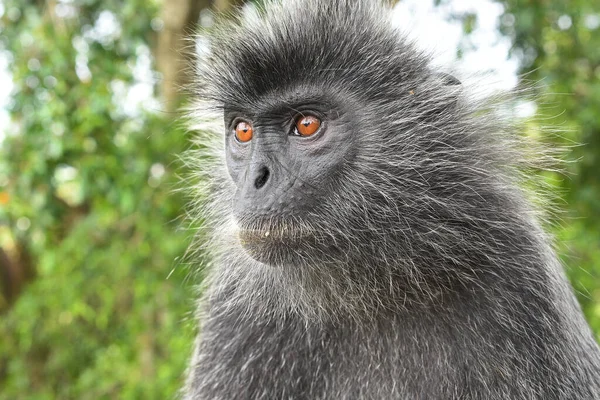 Melawati Tepesi 'nde gümüş yapraklı maymun, Kuala Selangor, Malezya