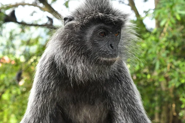 Melawati Tepesi 'nde gümüş yapraklı maymun, Kuala Selangor, Malezya