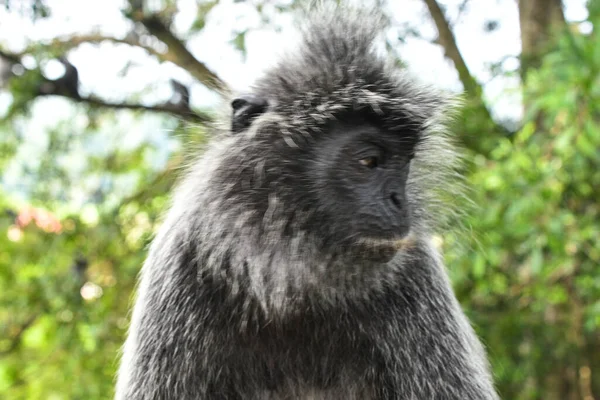 Melawati Tepesi 'nde gümüş yapraklı maymun, Kuala Selangor, Malezya